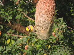 Ploceus philippinus