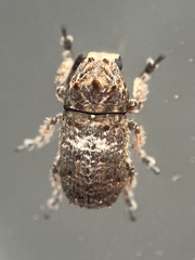 Toxonotus cornutus