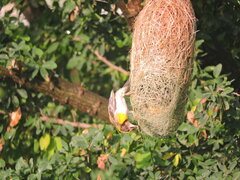Ploceus philippinus