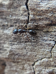 Leptothorax