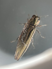 Agrilus macer