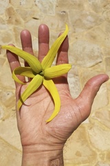Cananga odorata