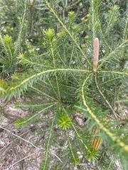Banksia ericifolia