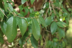 Bridelia leichhardtii