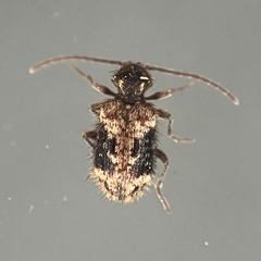 Ptinus texanus