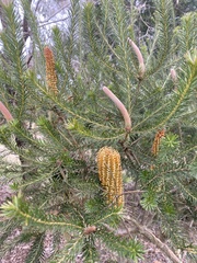 Banksia ericifolia