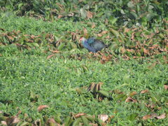 Porphyrio poliocephalus