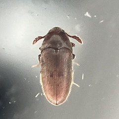 Trixagus chevrolati
