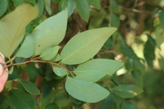 Bridelia leichhardtii