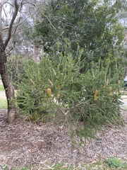 Banksia ericifolia