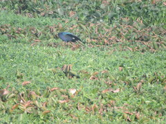 Porphyrio poliocephalus