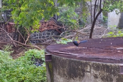 Centropus sinensis