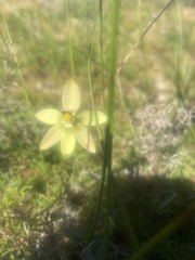 Thelymitra antennifera