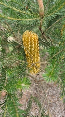 Banksia ericifolia