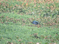 Porphyrio poliocephalus