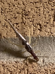 Neoxabea bipunctata