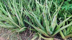 Aloe