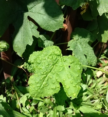 Colomerus vitis