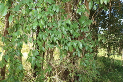 Bridelia leichhardtii