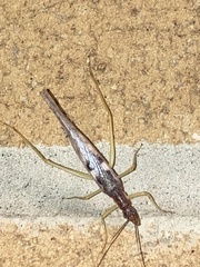 Neoxabea bipunctata