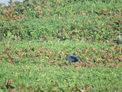 Porphyrio poliocephalus