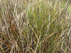 Distichlis spicata