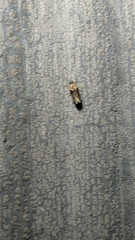 Chionodes mediofuscella