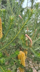 Banksia ericifolia
