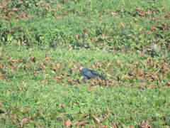 Porphyrio poliocephalus