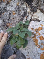 Dracocephalum nutans