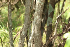 Bridelia leichhardtii