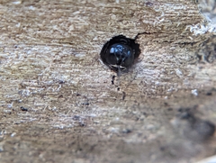 Crossocerus