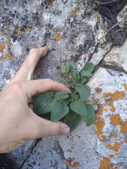 Dracocephalum nutans