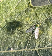Condylostylus longicornis