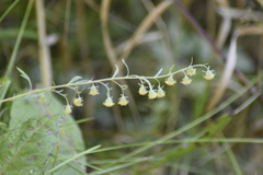 Artemisia sieversiana