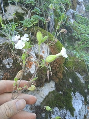Silene latifolia alba