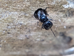 Crossocerus