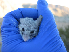 Cactus Deermouse photo 2