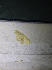 Lambdina fiscellaria