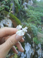Silene latifolia alba