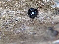 Crossocerus