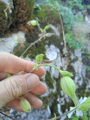 Silene latifolia alba