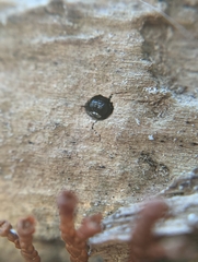 Crossocerus