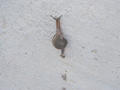 Ariophanta exilis