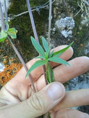 Silene latifolia alba