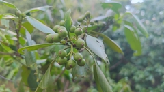 Huberantha cerasoides