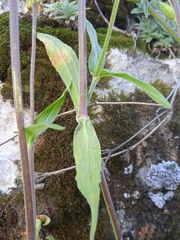 Silene latifolia alba