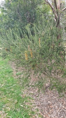 Banksia ericifolia
