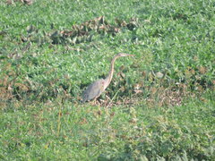 Ardea purpurea