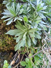 Schivereckia podolica